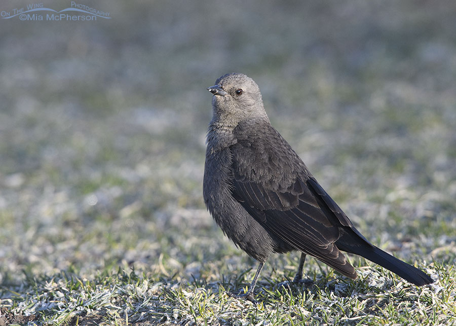 Female Brewer's Blackbird on frosty grass, Salt Lake County, Utah