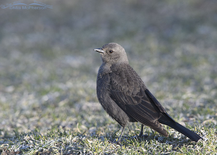 Brewer's Blackbird female and frosted grasses, Salt Lake County, Utah