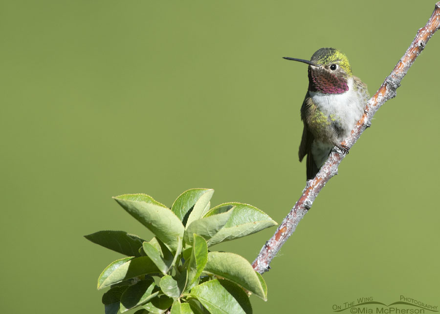 Adult Broad-tailed Hummingbird male in a chokecherry tree, Wasatch Mountains, Morgan County, Utah