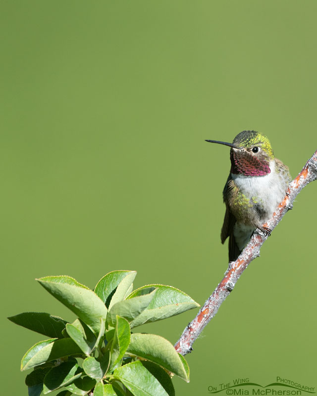 Broad-tailed Hummingbird Images