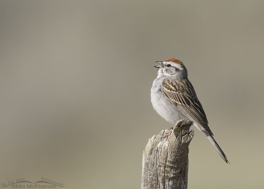 Singing Chipping Sparrow, West Desert, Tooele County, Utah