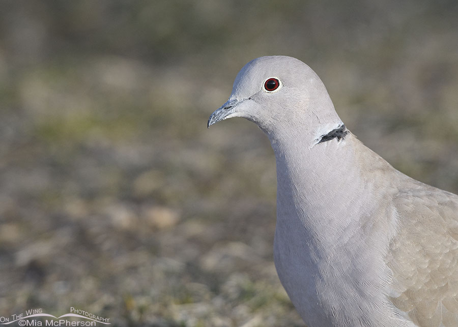 Winter Eurasian Collared-Dove portrait, Salt Lake County, Utah