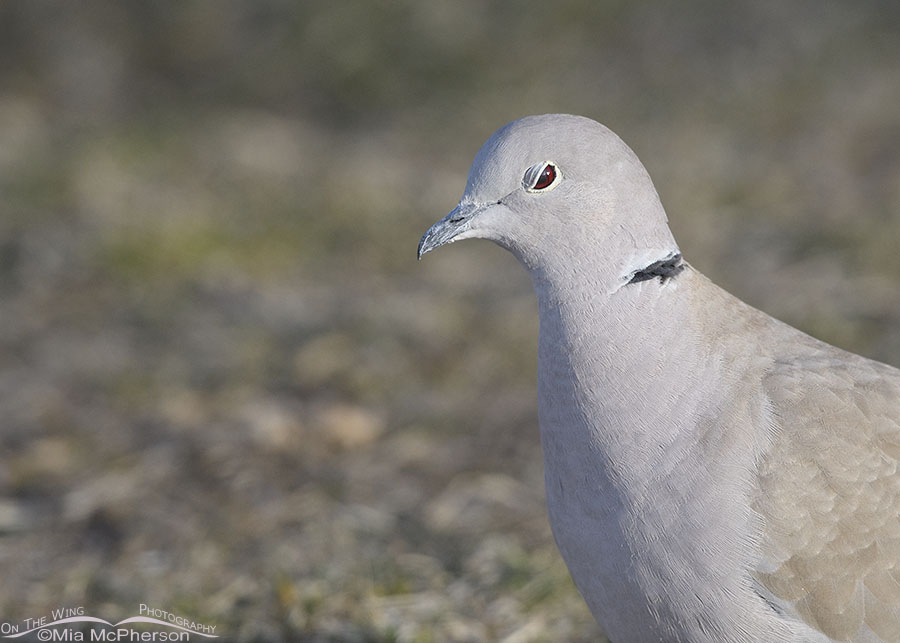 Winking Eurasian Collared-Dove portrait, Salt Lake County, Utah