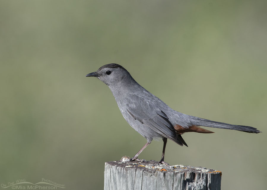 Adult Gray Catbird on a lichen topped fence post, Wasatch Mountains, Morgan County, Utah