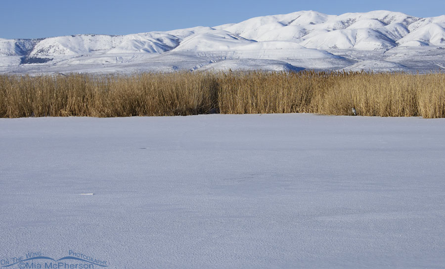Great Blue Heron on the edge of ice - wide angle view, Bear River Migratory Bird Refuge, Box Elder County, Utah