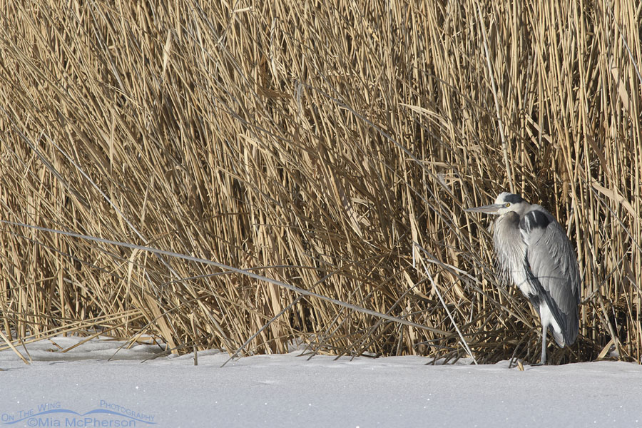 Great Blue Heron on the edge of ice, Bear River Migratory Bird Refuge, Box Elder County, Utah