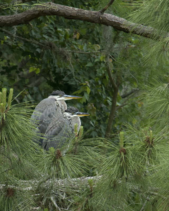 Pair of immature Great Blue Herons in a nest, John Chesnut Sr. Park, Pinellas County, Florida