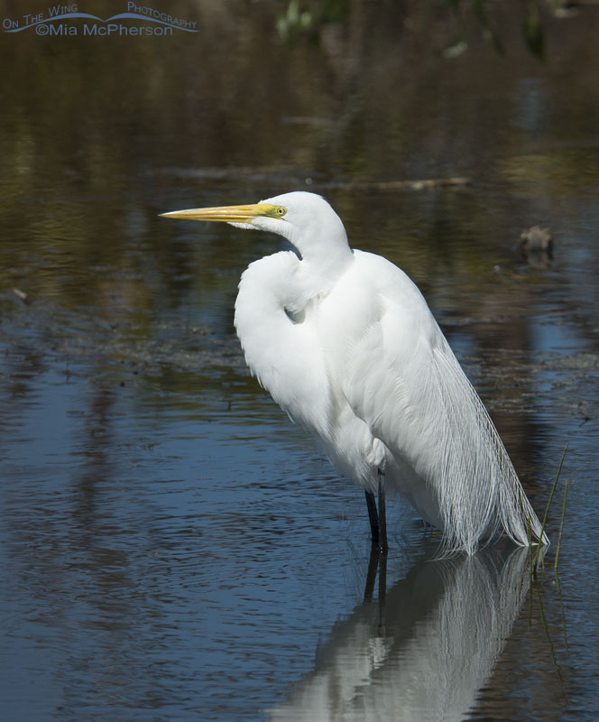 Lake Seminole Great Egret, Lake Seminole Park, Pinellas County, Florida