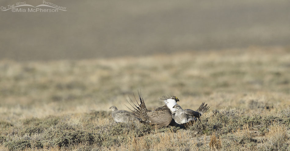 Greater Sage-Grouse after mating, Wayne County, Utah