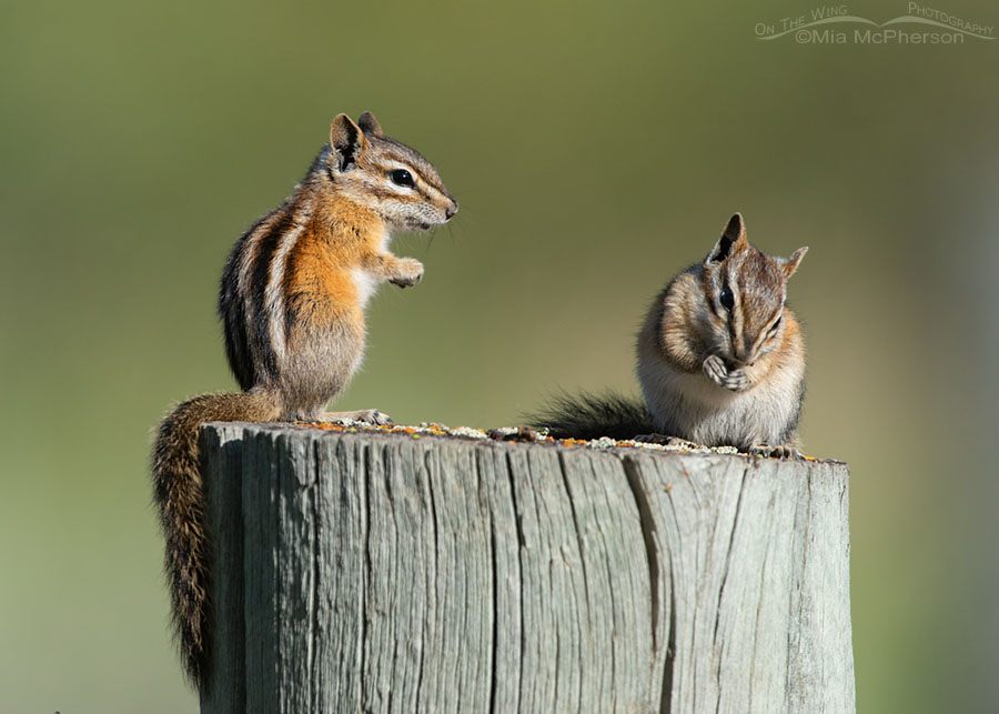 Two Least Chipmunks on a post, Wasatch Mountains, Morgan County, Utah
