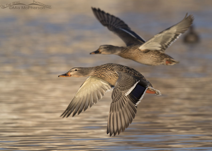 Hen Mallards in flight in afternoon light, Salt Lake County, Utah