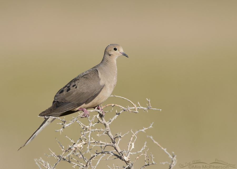 Mourning Dove perched on a dying greasewood, Antelope Island State Park, Davis County, Utah