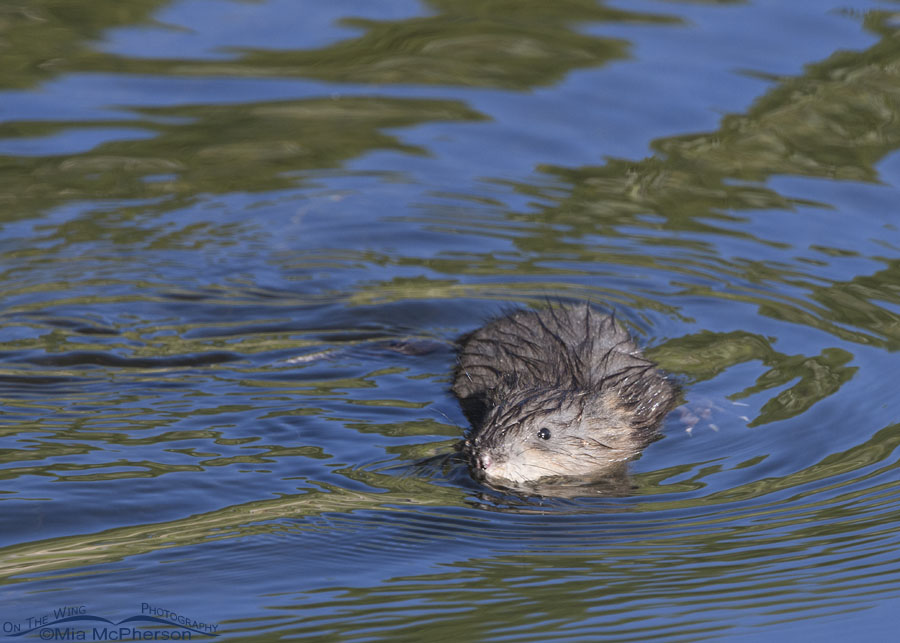 Curious Muskrat baby in an alpine creek, Wasatch Mountains, Summit County, Utah