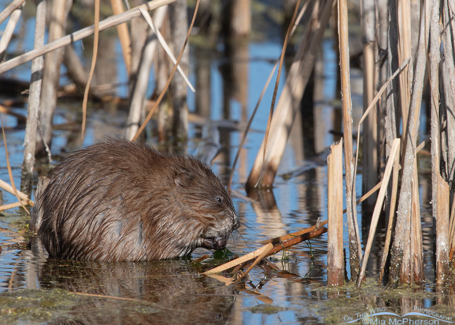 Muskrat eating breakfast, Farmington Bay WMA, Davis County, Utah