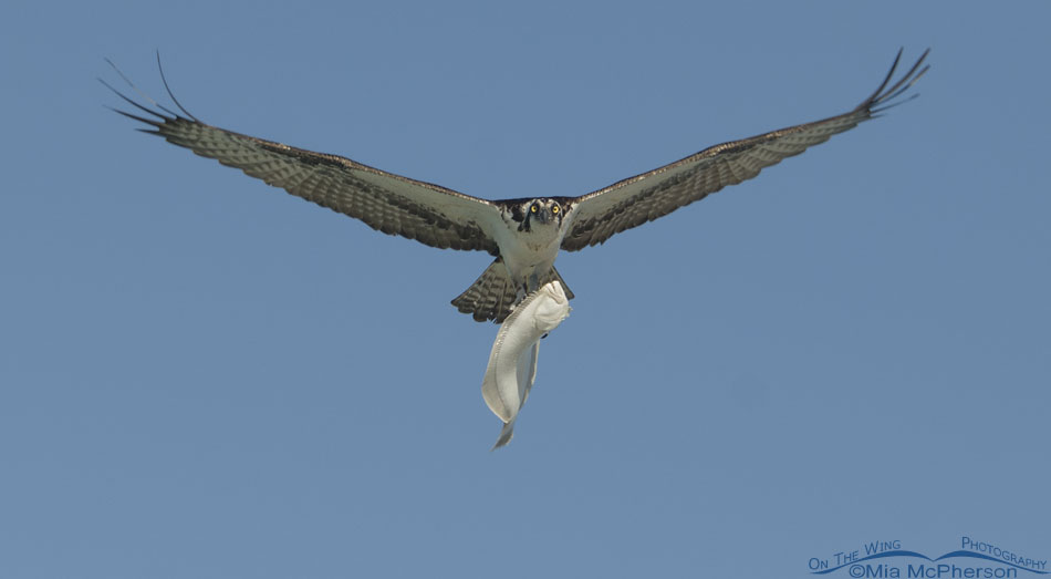 Osprey with a Flounder over the Gulf, Fort De Soto County Park, Pinellas County, Florida
