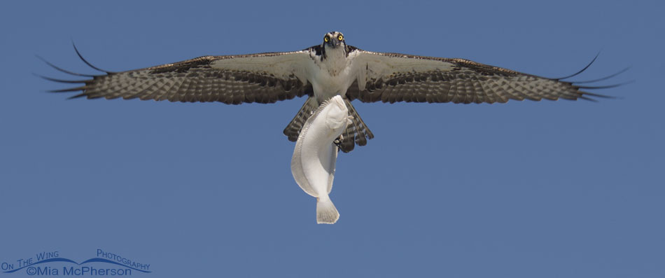 Osprey in flight with a huge Flounder, Fort De Soto County Park, Pinellas County, Florida