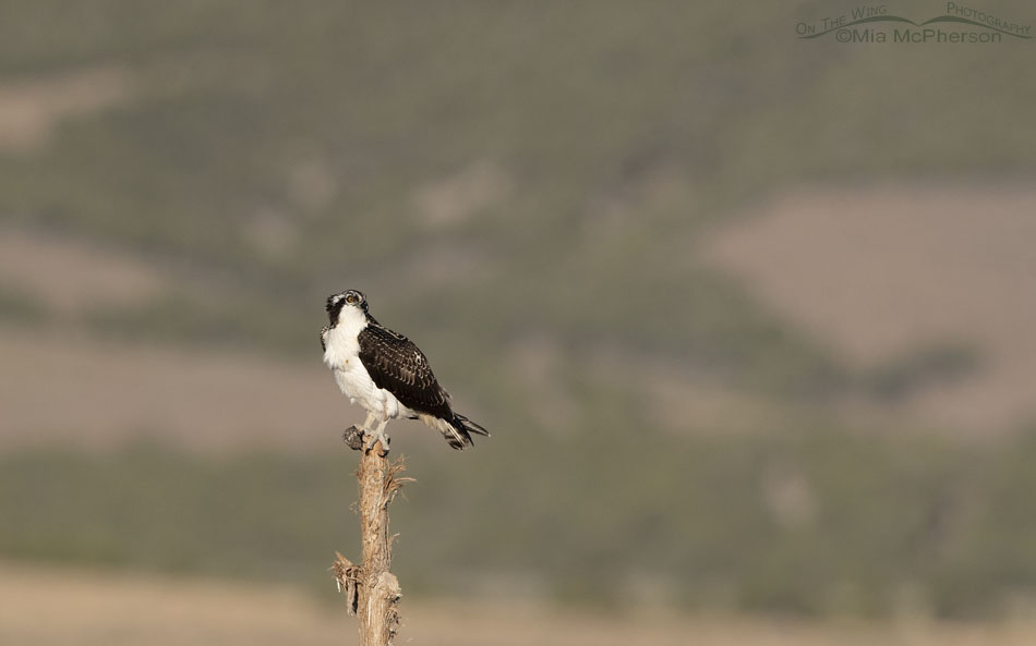 Immature Osprey in the West Desert of Utah, Tooele County