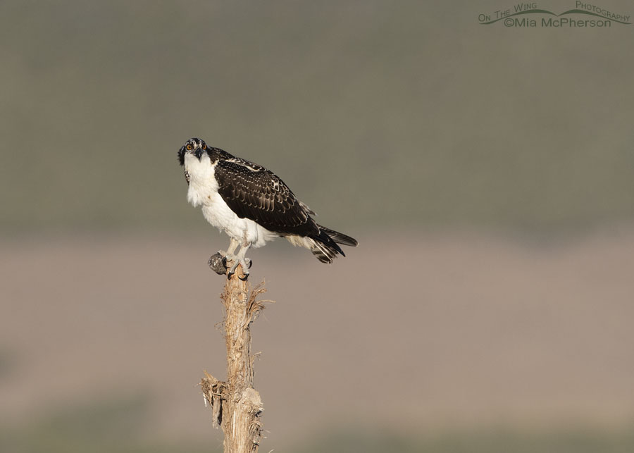 Immature Osprey perched on a fence post in the West Desert