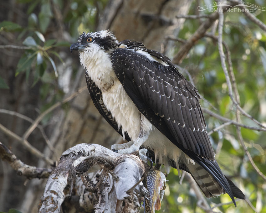 Juvenile Osprey with a Tiger Trout, Wasatch Mountains, Morgan County, Utah