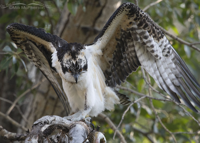 Juvenile Osprey flapping its wings, Wasatch Mountains, Morgan County, Utah