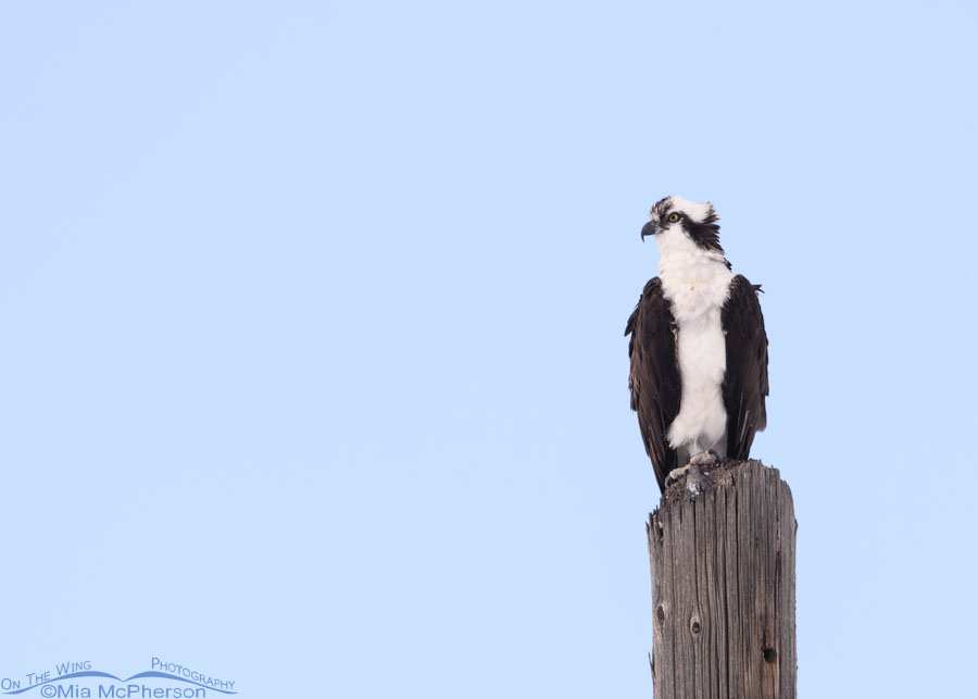 First of Year Osprey after a snowstorm, Salt Lake County, Utah