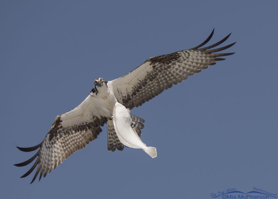 Osprey with flounder over the Gulf, Fort De Soto County Park, Pinellas County, Florida