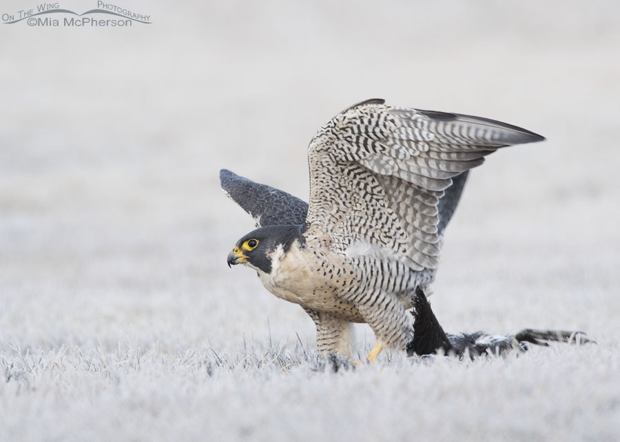 Peregrine Falcon with prey on frosty grass, Salt Lake County, Utah
