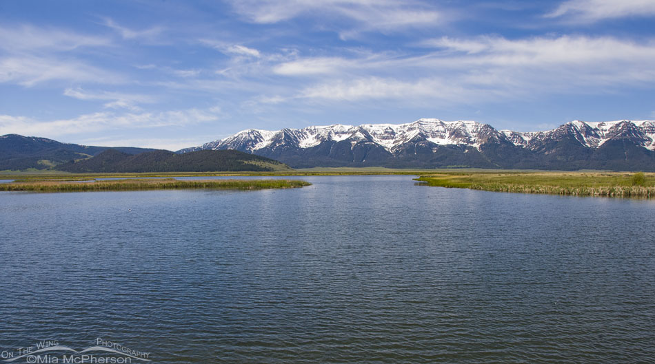 View of the Centennial Mountains from Wigeon Pond, Red Rock Lakes National Wildlife Refuge, Centennial Valley, Beaverhead County, Montana