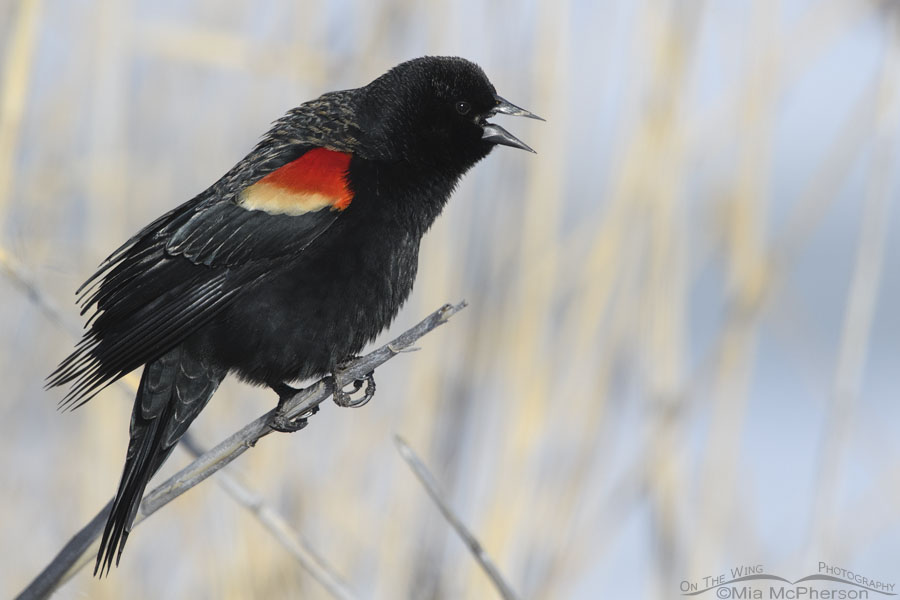 Singing male Red-winged Blackbird on the bank of the Bear River, Bear River Migratory Bird Refuge, Box Elder County, Utah