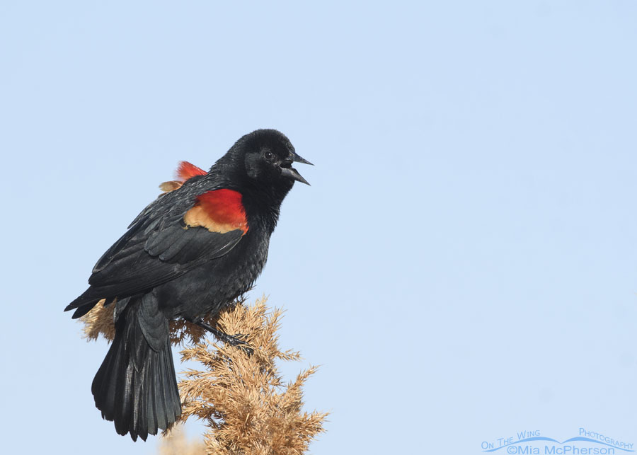 Spring male Red-winged Blackbird singing, Bear River Migratory Bird Refuge, Box Elder County, Utah