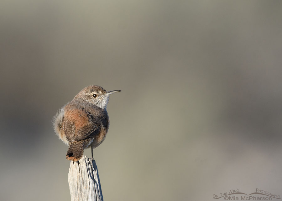 Adult Rock Wren perched on an old fence post, West Desert, Tooele County, Utah