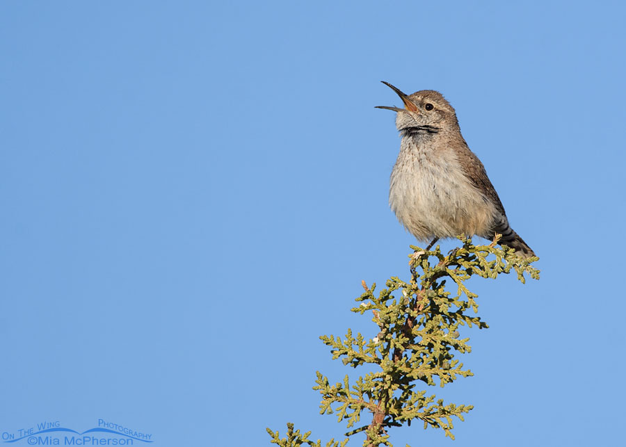 Adult Rock Wren singing from a juniper, West Desert, Tooele County, Utah