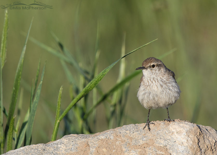 Adult Rock Wren in Utah's West Desert, Tooele County, Utah