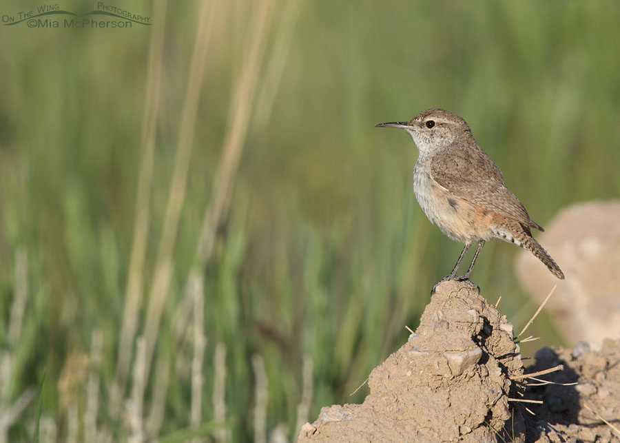 Rock Wren perched on a clod of dirt, West Desert, Tooele County, Utah