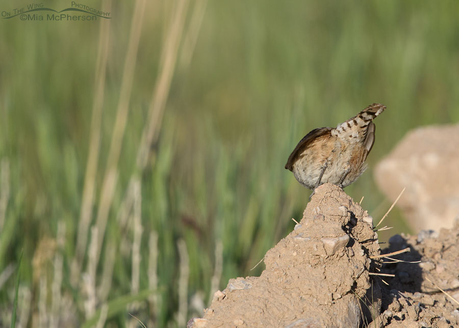 The tail end of a Rock Wren, West Desert, Tooele County, Utah