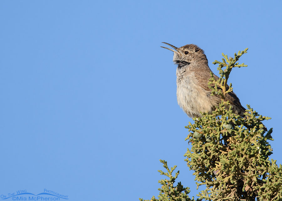 Rock Wren singing on a juniper, West Desert, Tooele County, Utah
