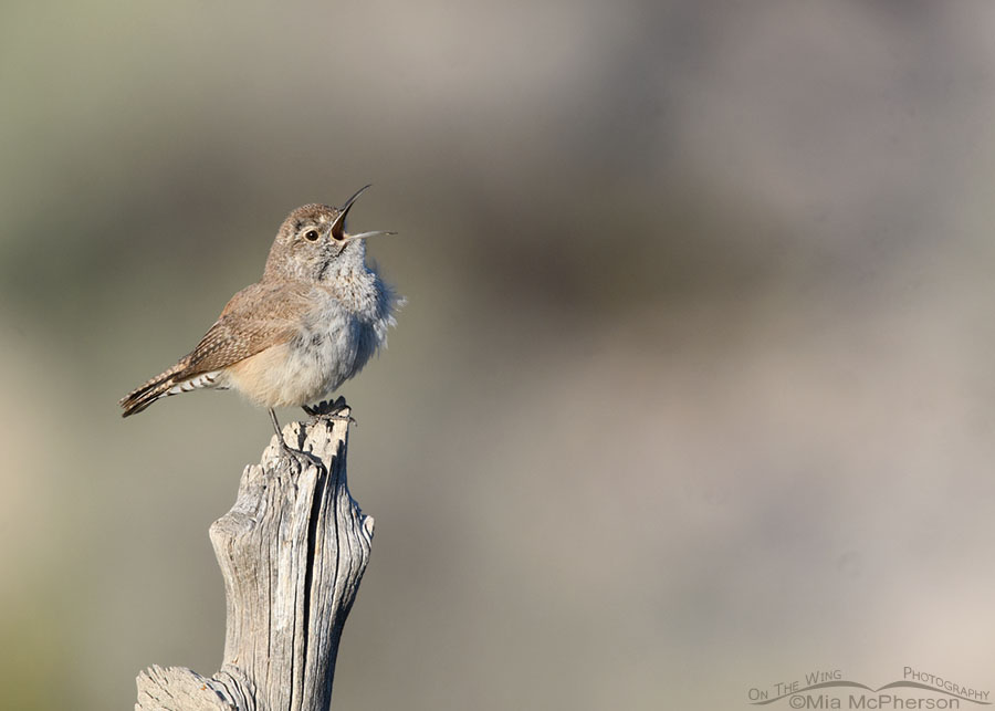 Rock Wren singing on a gnarly old fence post, West Desert, Tooele County, Utah