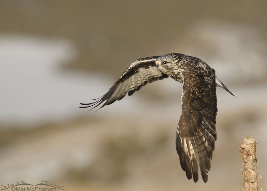 Adult Rough-legged Hawk in flight in the West Desert, Tooele County, Utah