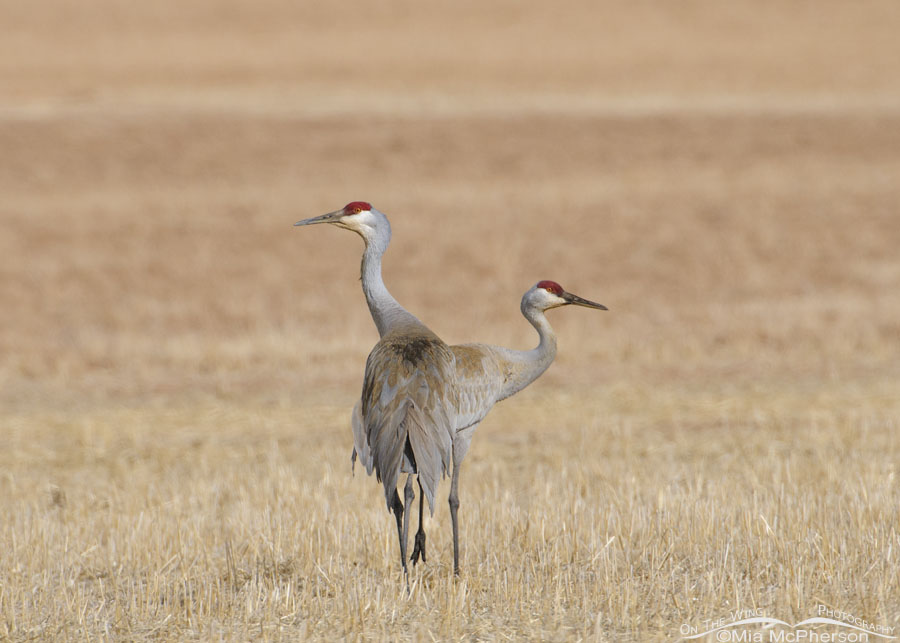 Pair of Sandhill Cranes in Wayne County, Utah, Bicknell Bottoms