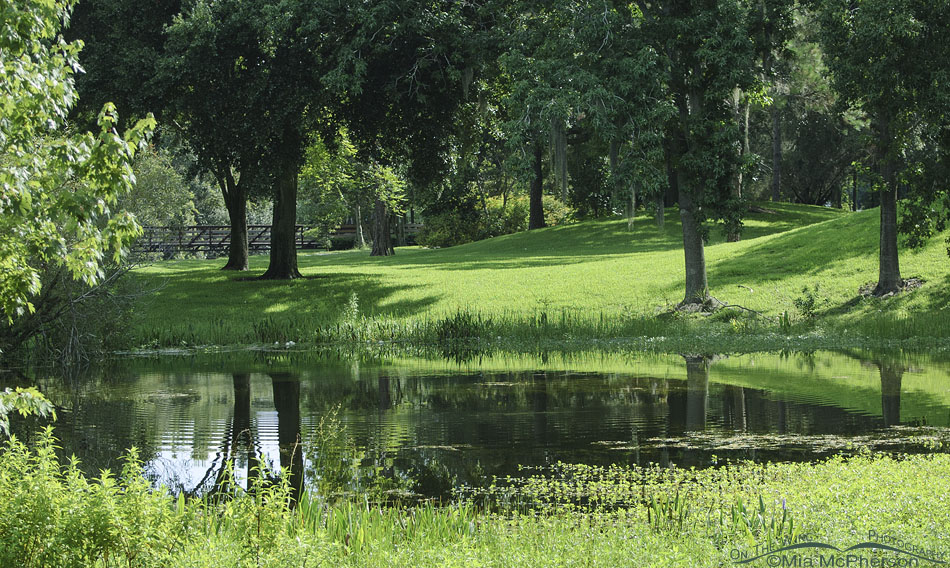 Summer morning at Sawgrass Lake Park, Pinellas County, Florida