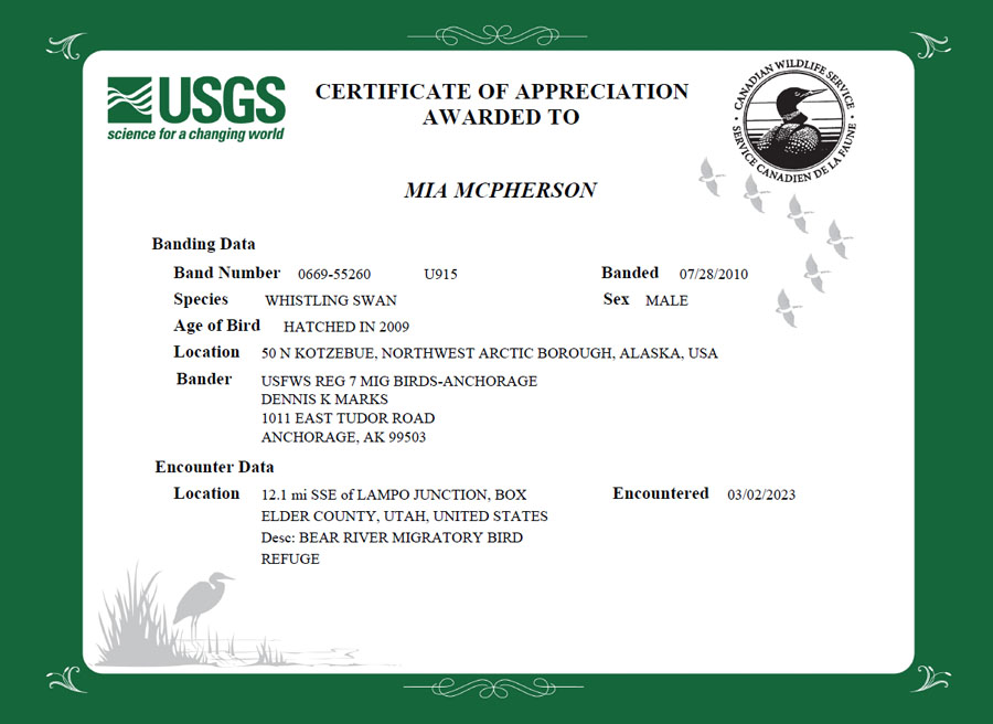 Collared Tundra Swan U915 USGS Certificate of Appreciation, Bear River Migratory Bird Refuge, Box Elder County, Utah