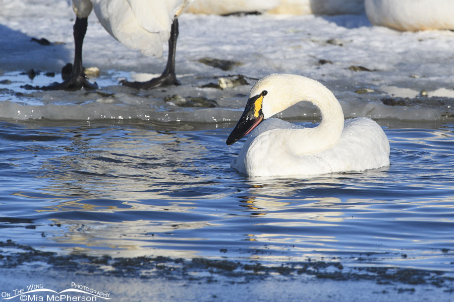 Adult Tundra Swan with large yellow spot on bill, Bear River Migratory Bird Refuge, Box Elder County, Utah