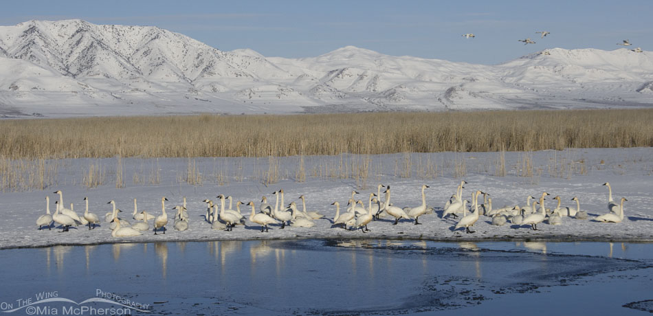 Seventy-six Tundra Swans and the Promontory Mountains, Bear River Migratory Bird Refuge, Box Elder County, Utah