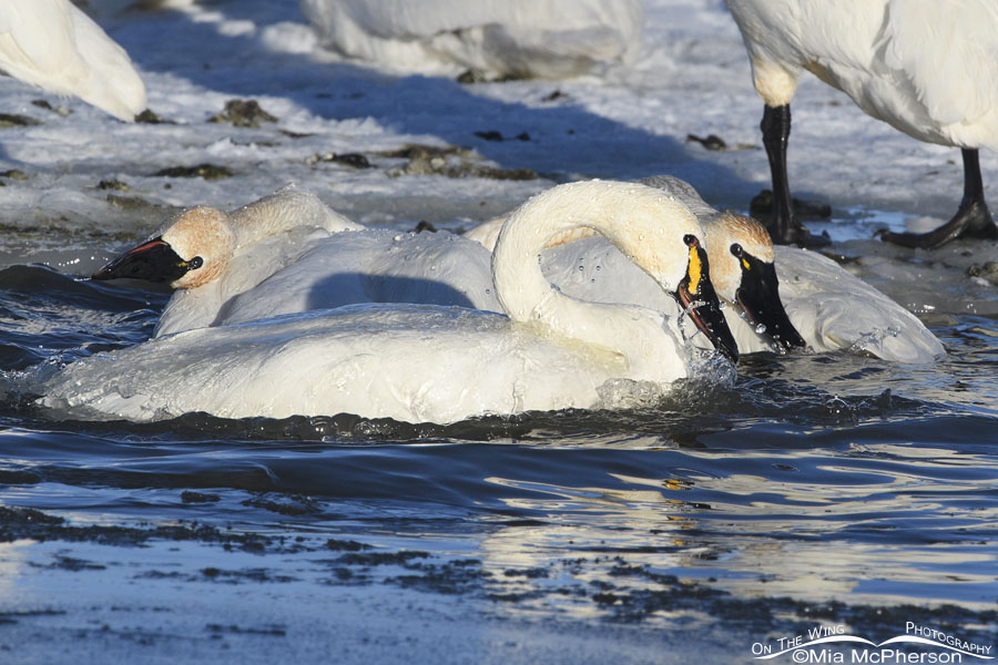 Three Tundra Swans bathing with one being goofy, Bear River Migratory Bird Refuge, Box Elder County, Utah