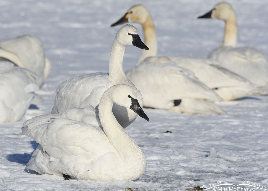 Bright white Tundra Swans on ice, Bear River Migratory Bird Refuge, Box Elder County, Utah