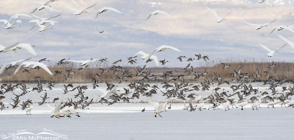 Tundra Swans and Northern Pintails lifting off from the marsh, Bear River Migratory Bird Refuge, Box Elder County, Utah
