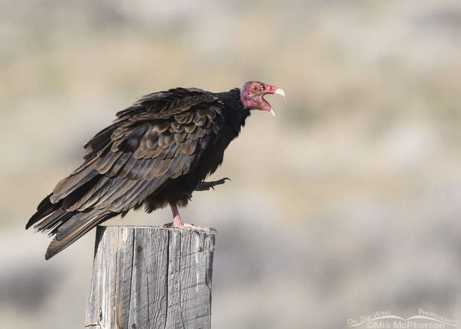 Turkey Vulture with an open bill, Box Elder County, Utah