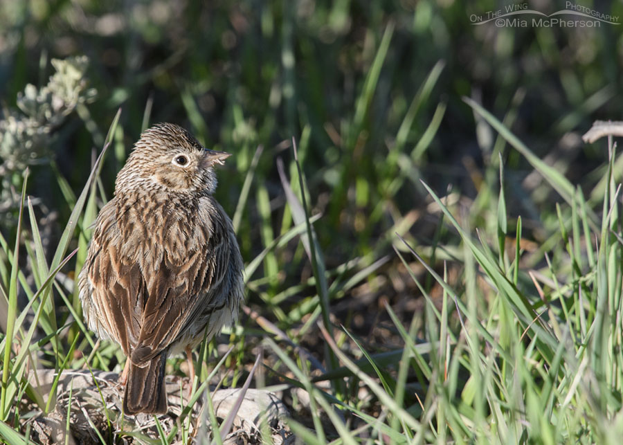 Vesper Sparrow adult in spring grasses, Wasatch Mountains, Summit County, Utah