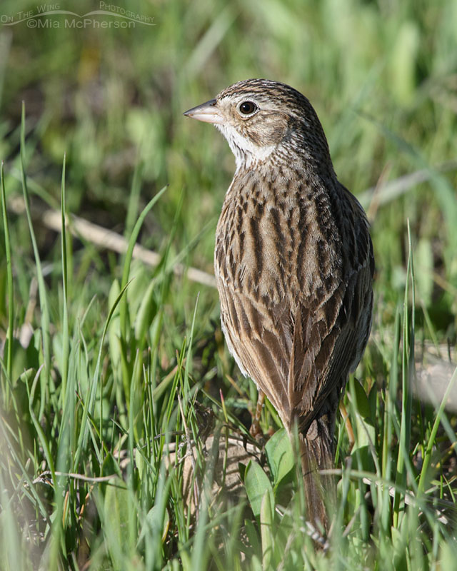 Vesper Sparrow back view, Wasatch Mountains, Summit County, Utah