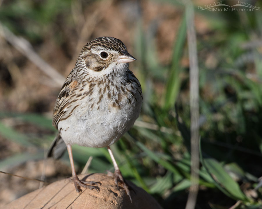 Spring Vesper Sparrow up close, Wasatch Mountains, Summit County, Utah